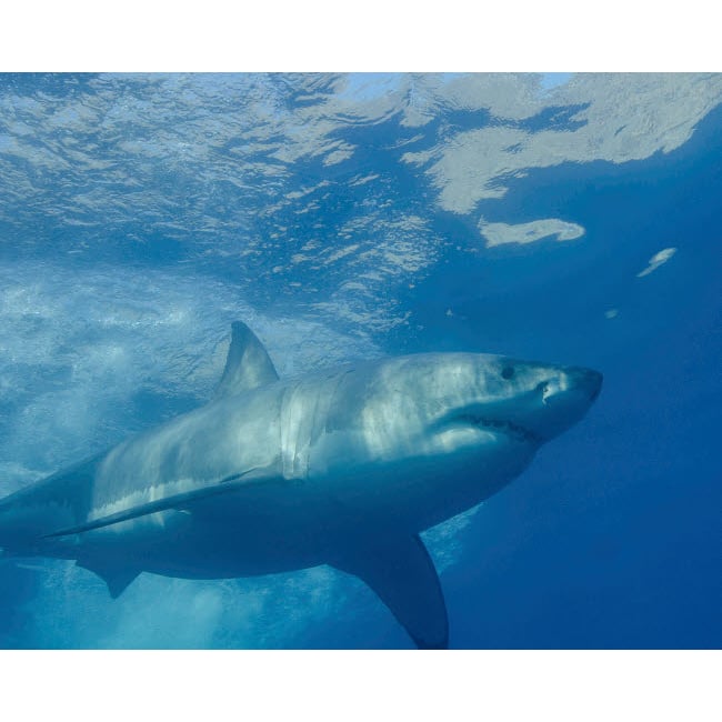 A great white shark at Guadalupe Island Mexico Poster Print by Brent Barnes/Stocktrek Images Image 2