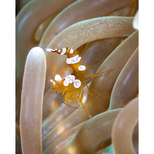 Squat shrimp in an anemone off Tulamben on the island of Bali Indonesia Poster Print by Brandi Mueller/Stocktrek Images Image 1