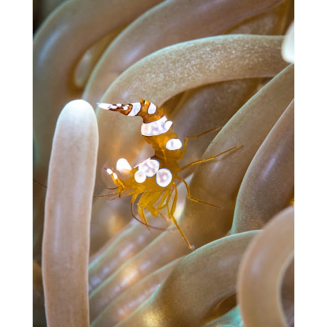 Squat shrimp in an anemone off Tulamben on the island of Bali Indonesia Poster Print by Brandi Mueller/Stocktrek Images Image 2