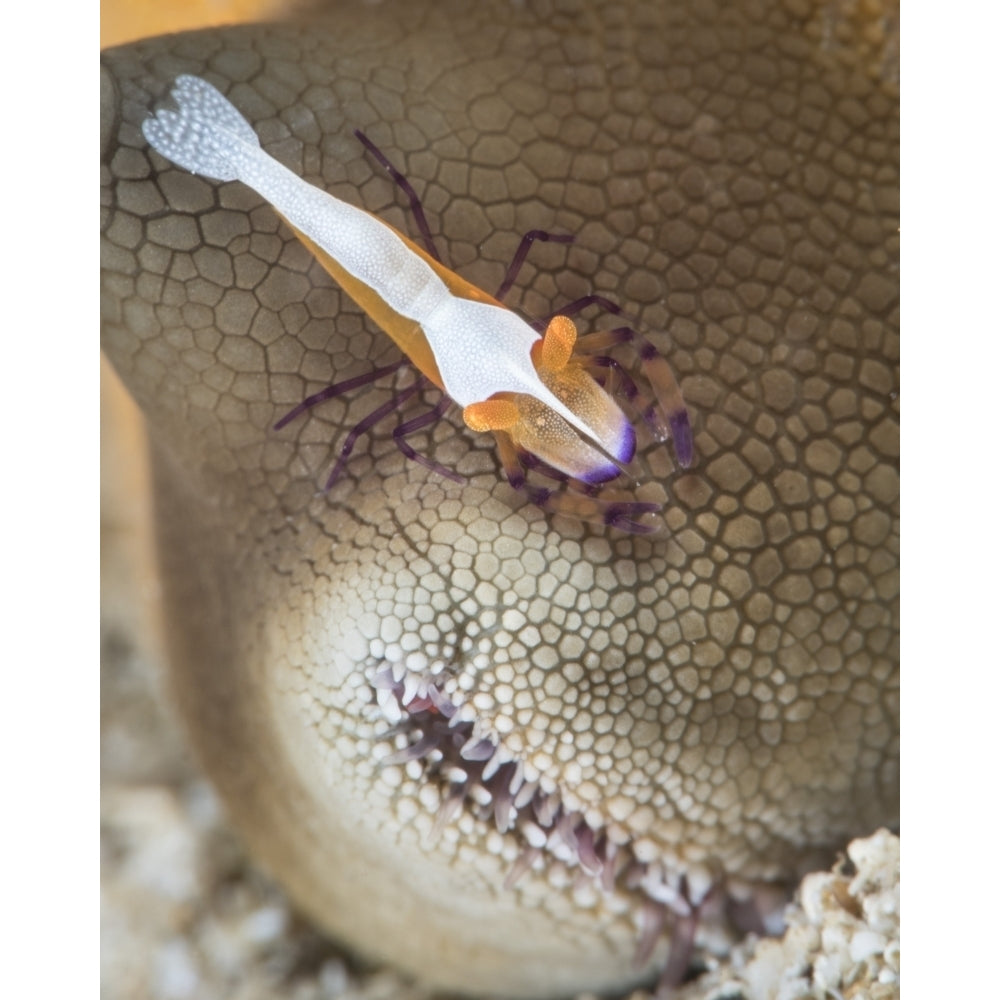 An emperor shrimp on a sea cucumber in North Sulawesi Indonesia Poster Print by Brandi Mueller/Stocktrek Images Image 2