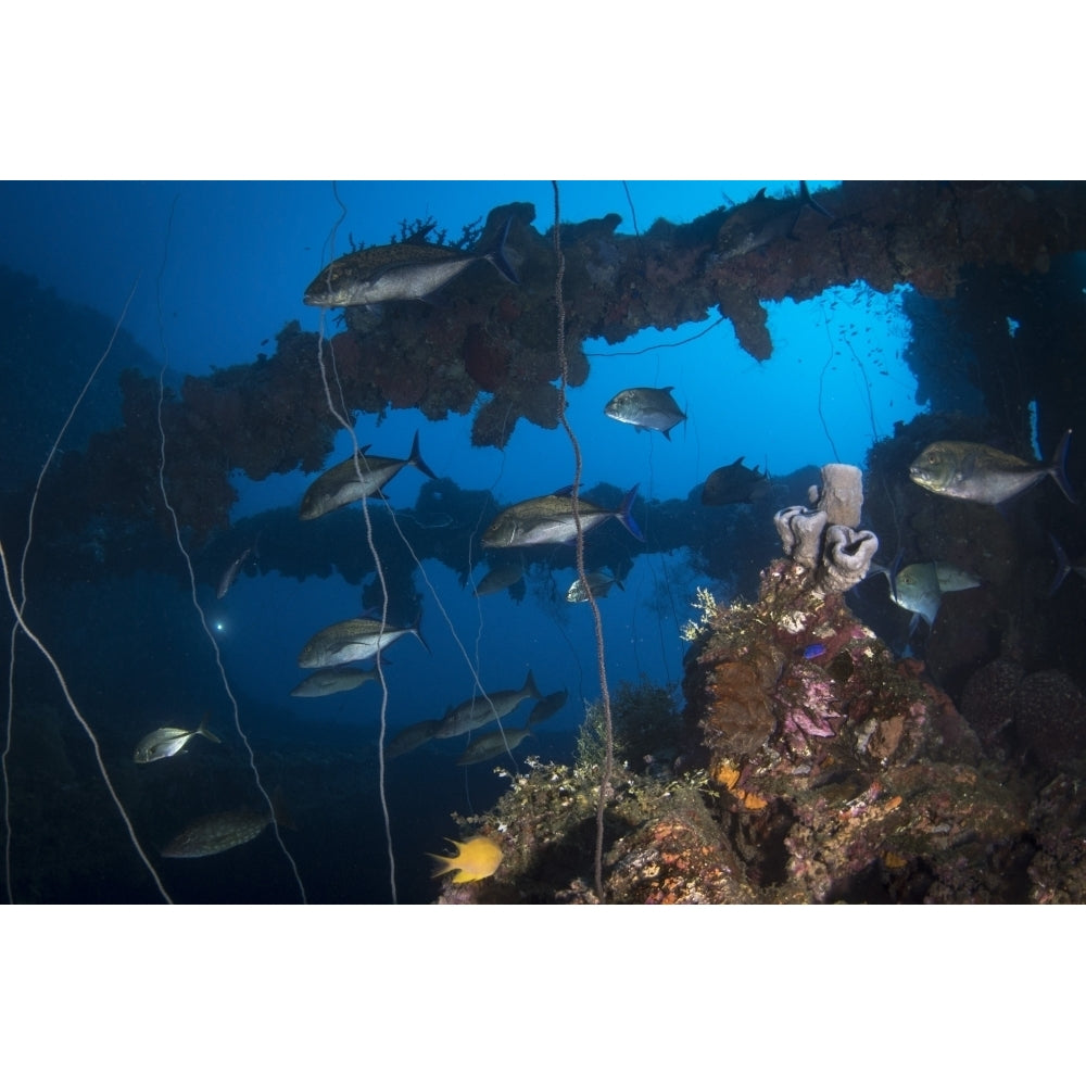 Trevally on the Seiko Maru shipwreck Truk Lagoon Micronesia Poster Print by Brandi Mueller/Stocktrek Images Image 1