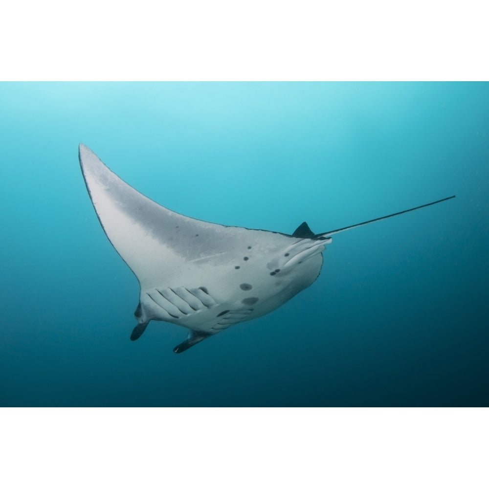 Manta ray at Manta Alley in Komodo National Park Indonesia Poster Print by Brandi Mueller/Stocktrek Images Image 2