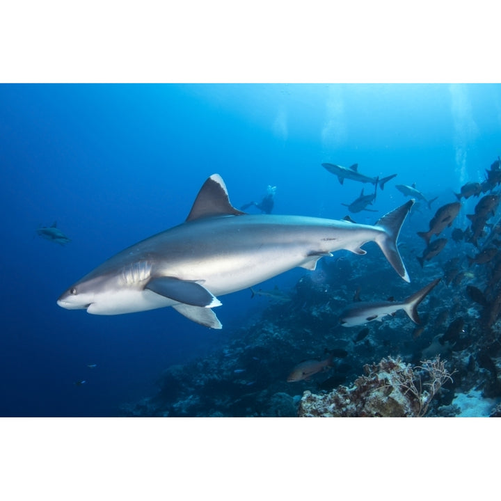 Silvertip shark outside the barrier reef Chuuk Micronesia Poster Print by Brandi Mueller/Stocktrek Images Image 1