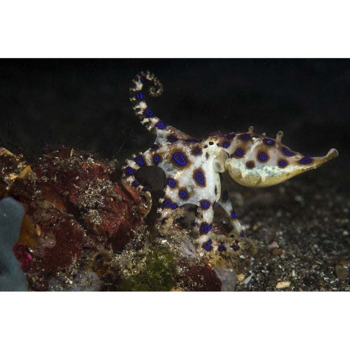 Blue ringed octopus Lembeh Strait Indonesia Poster Print by Brook Peterson/Stocktrek Images Image 1