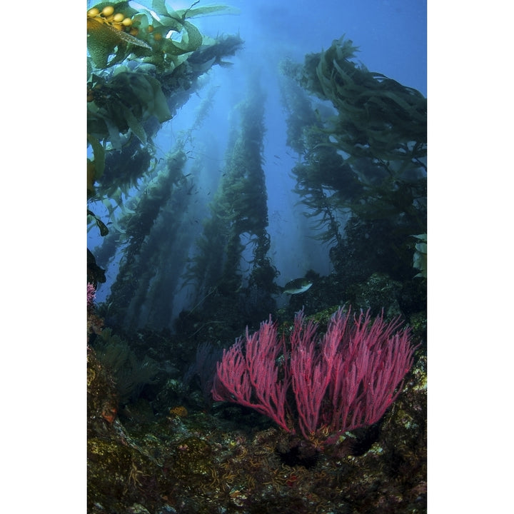 Gorgonian and straight kelp at Santa Barbara Island California Poster Print by Brook Peterson/Stocktrek Images Image 1