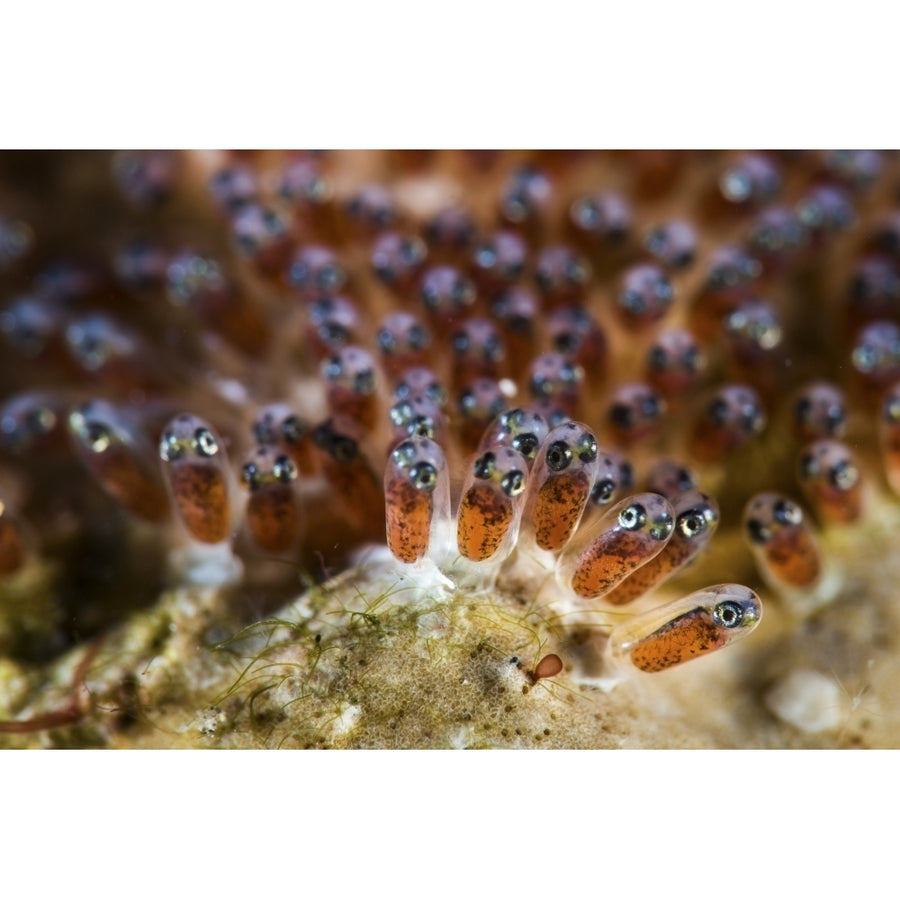 The eggs of an anemone fish Lembeh Strait Indonesia Poster Print by Brook Peterson/Stocktrek Images Image 1