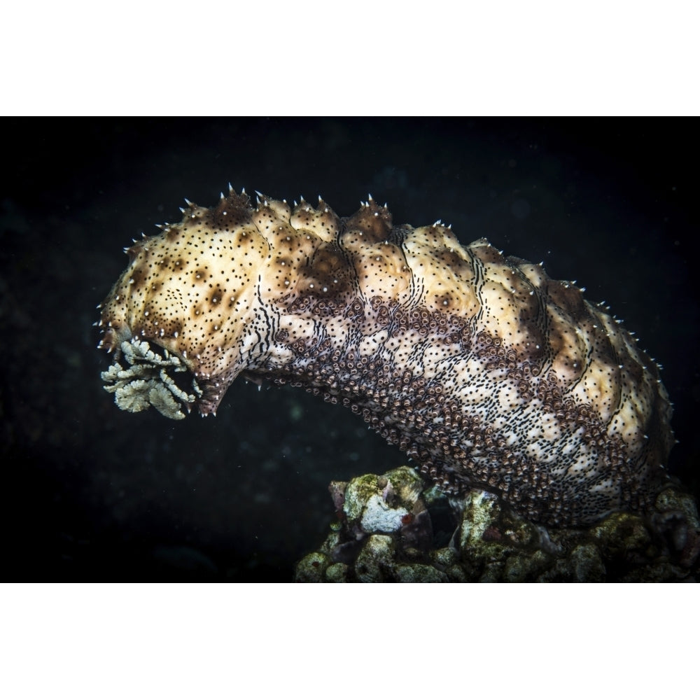 A sea cucumber climbs high and releases spawn in a cloud Poster Print by Brook Peterson/Stocktrek Images Image 2