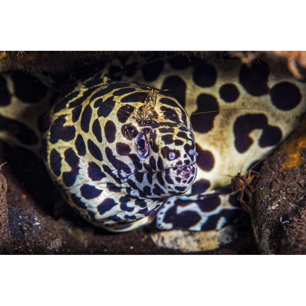 A cleaner shrimp searches for parasites on the head of this spotted moray eel Poster Print by Brook Peterson/Stocktrek I Image 1