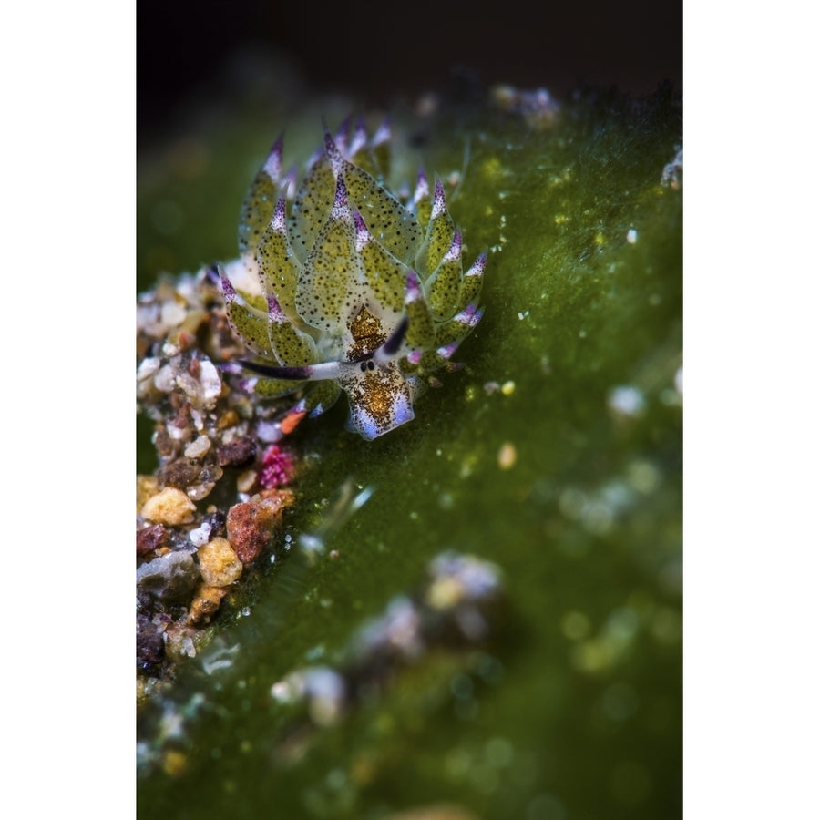 Shaun the Sheep nudibranch Anilao Philippines Poster Print by Brook Peterson/Stocktrek Images Image 1