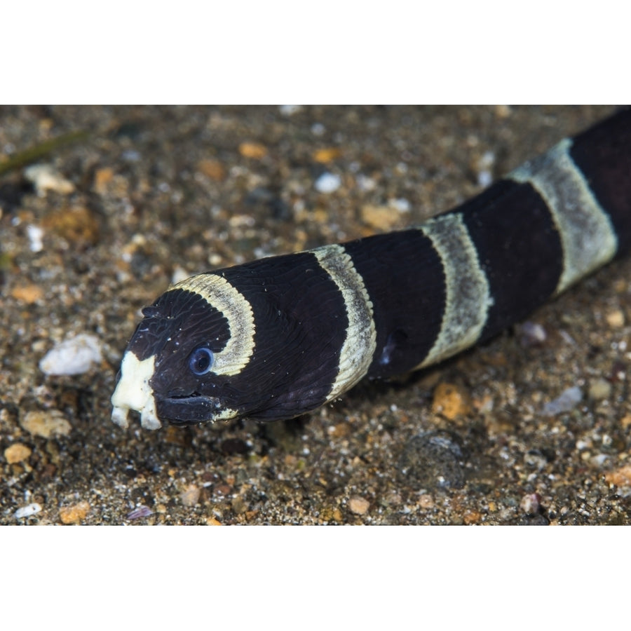 Banded sea snake Anilao Philippines Poster Print by Brook Peterson/Stocktrek Images Image 1