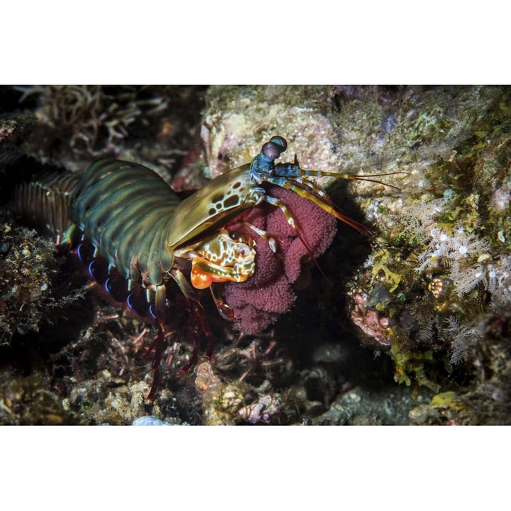 A peacock mantis shrimp gathers its eggs and carries them Poster Print by Brook Peterson/Stocktrek Images Image 1