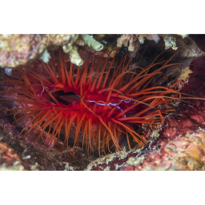 An electric clam sports blue pulses of light along its mantle Poster Print by Brook Peterson/Stocktrek Images Image 2