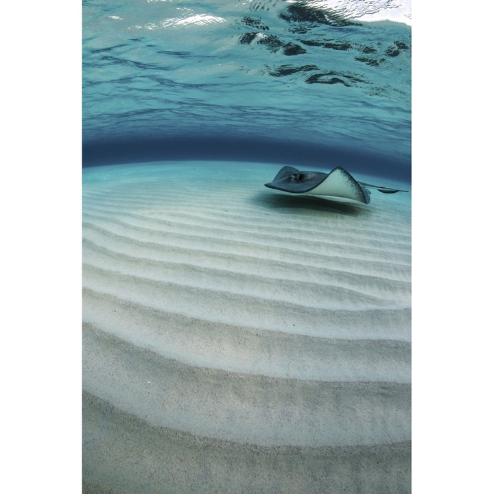 Stingray swimming across the sand bottom Grand Cayman Cayman Islands Poster Print by Brook Peterson/Stocktrek Images Image 2