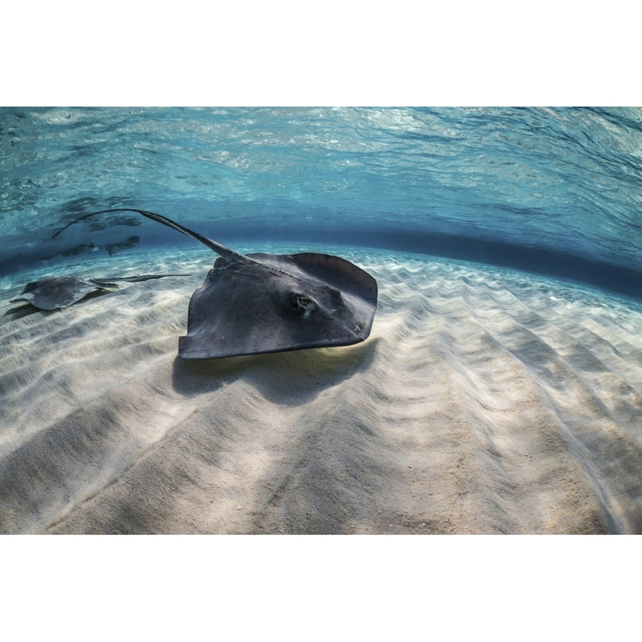 Stingrays swimming the ocean floor Grand Cayman Cayman Islands Poster Print by Brook Peterson/Stocktrek Images Image 1