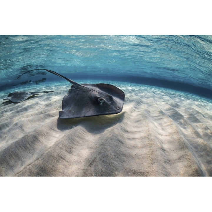 Stingrays swimming the ocean floor Grand Cayman Cayman Islands Poster Print by Brook Peterson/Stocktrek Images Image 2