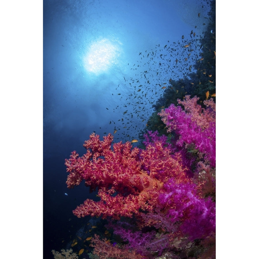 The sun shines down over a coral reef and schooling fish in the Red Sea. Poster Print by Brook Peterson/Stocktrek Images Image 1