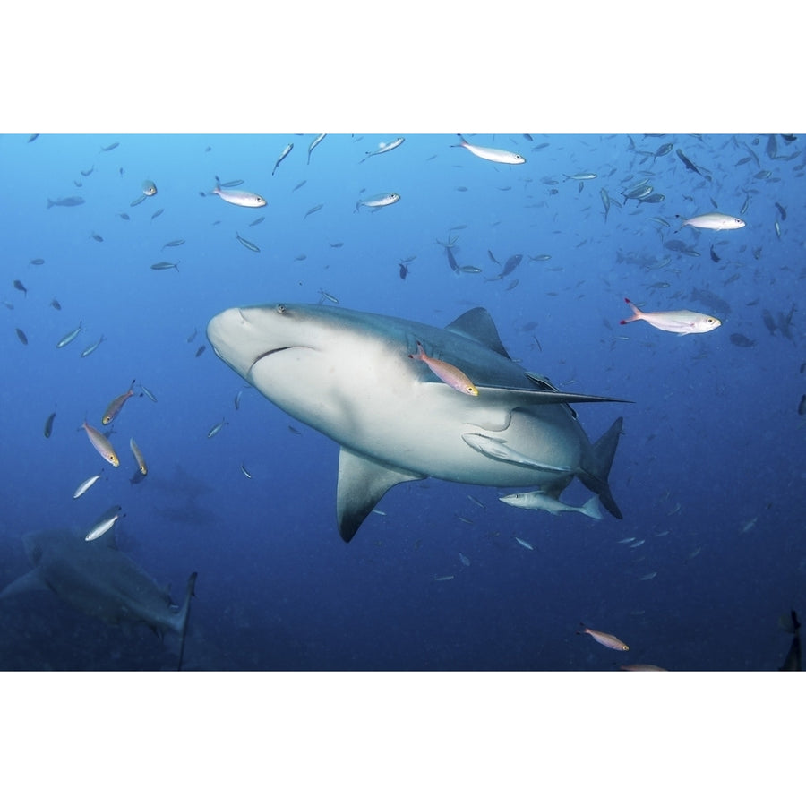 A bull shark cruises overhead in search of food Kadavu Island Fiji. Poster Print by Brook Peterson/Stocktrek Images Image 1