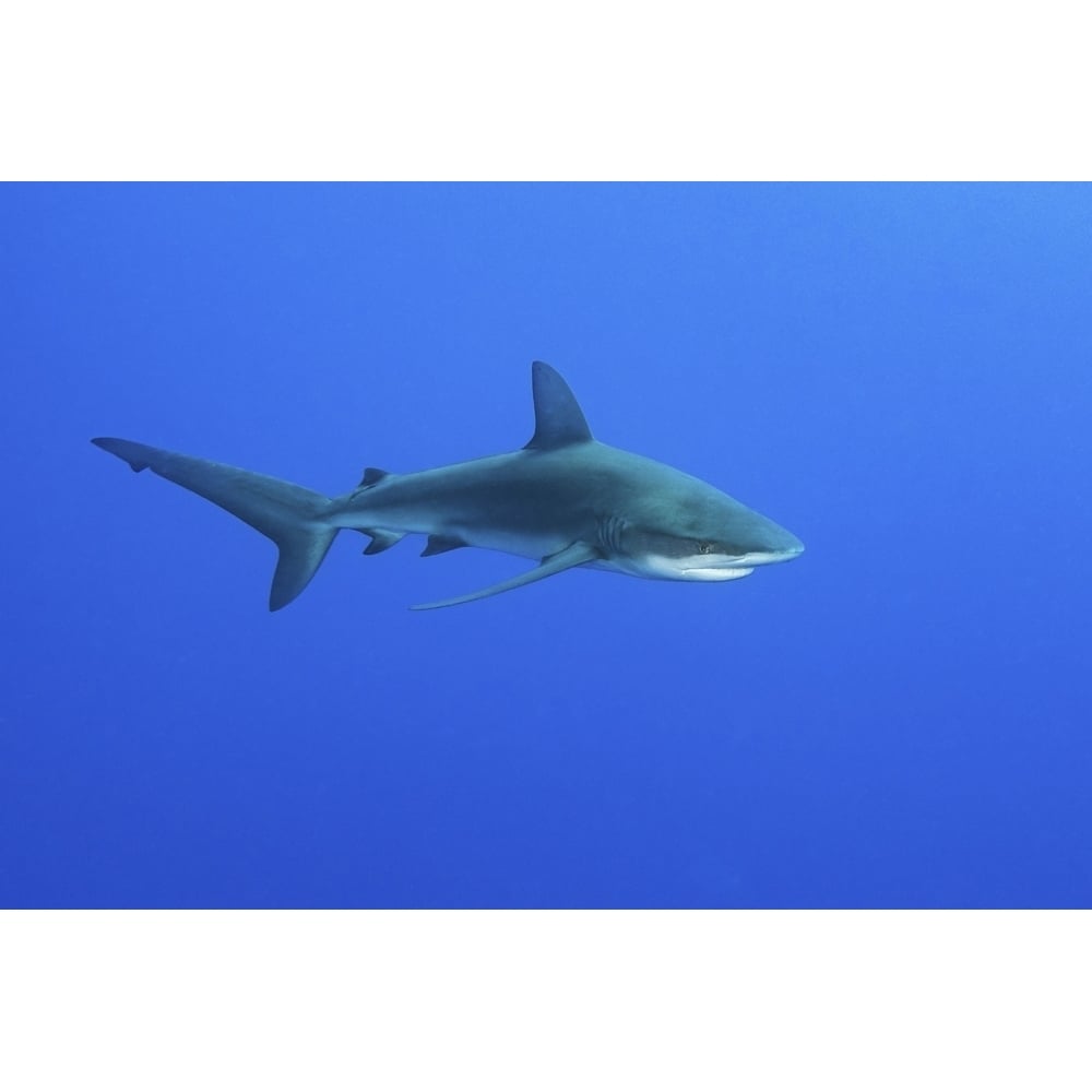 A Galapagos shark swimming in open blue ocean. Poster Print by Brook Peterson/Stocktrek Images Image 1