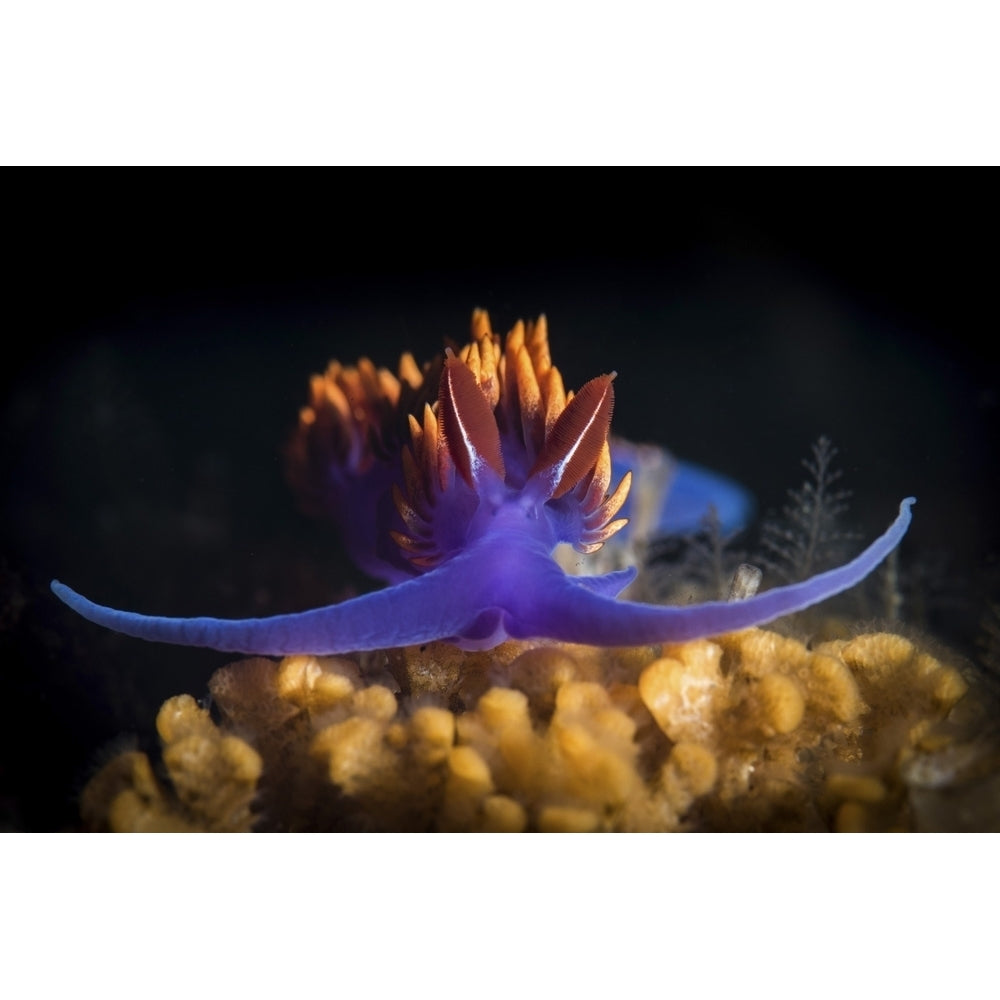 Spanish shawl nudibranch. Poster Print by Brook Peterson/Stocktrek Images Image 1