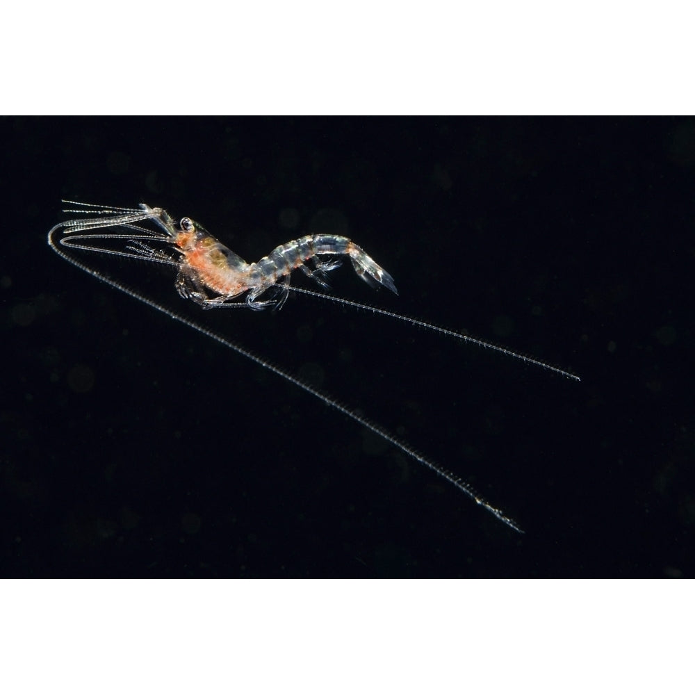 Pelagic planktonic shrimp Anilao Philippines. Poster Print by Brook Peterson/Stocktrek Images Image 1