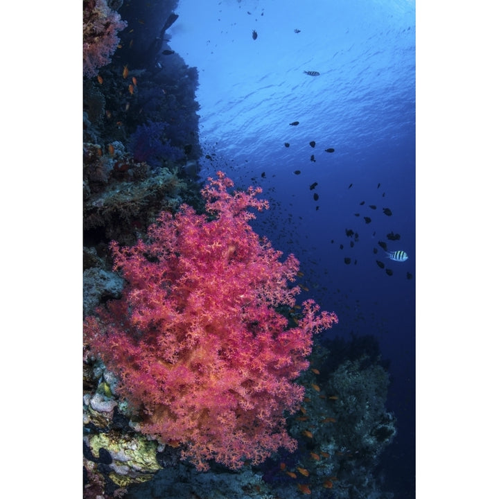 A beautiful soft coral clings to the wall at Shark Reef in the Red Sea Poster Print by Brook Peterson/Stocktrek Images Image 1