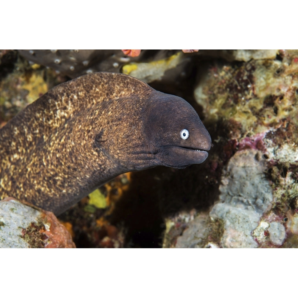 A small moray eel living on a coral reef. Poster Print by Brook Peterson/Stocktrek Images Image 1