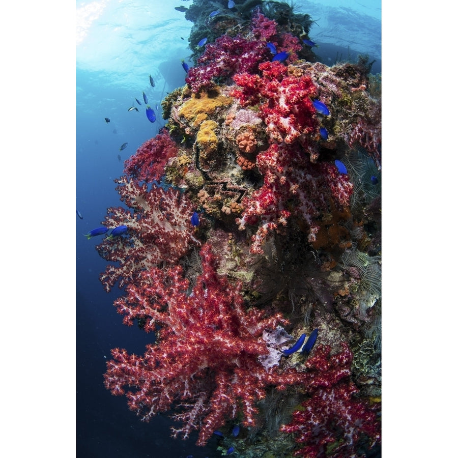 The mast of the Shinkoko Maru covered in coral growth. Poster Print by Brook Peterson/Stocktrek Images Image 1