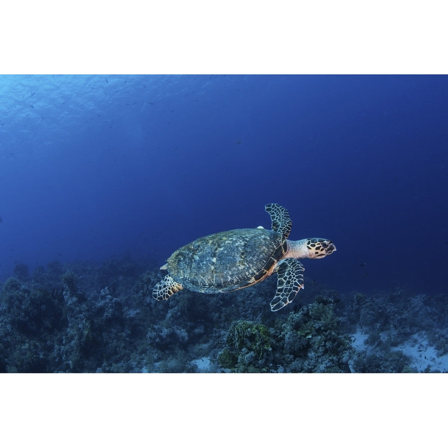 A hawksbill turtle on Sharks Reef in the Red Sea. Poster Print by Brook Peterson/Stocktrek Images Image 1