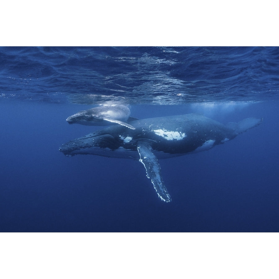 A humpback whale and her calf play near the surface. Poster Print by Brook Peterson/Stocktrek Images Image 1