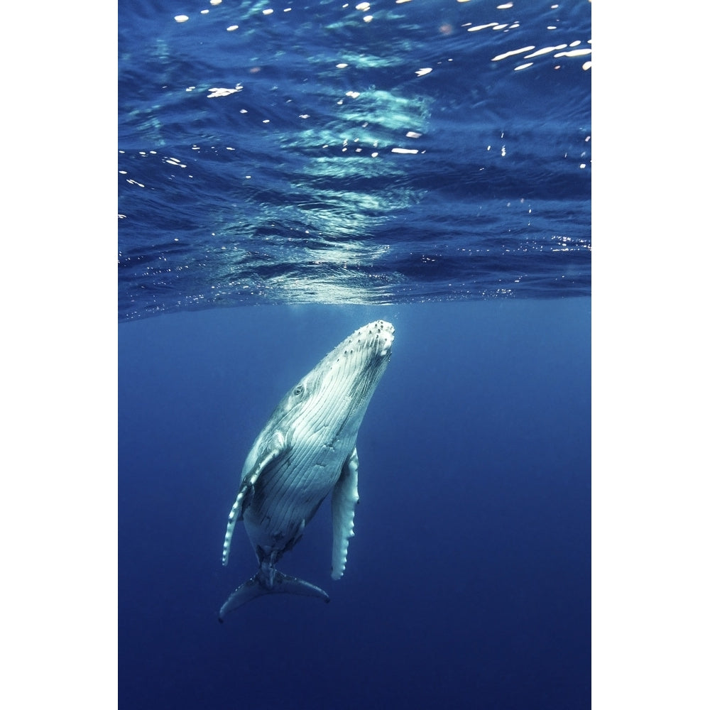 Juvenile Southern Humpback Whale. Poster Print by Brook Peterson/Stocktrek Images Image 1