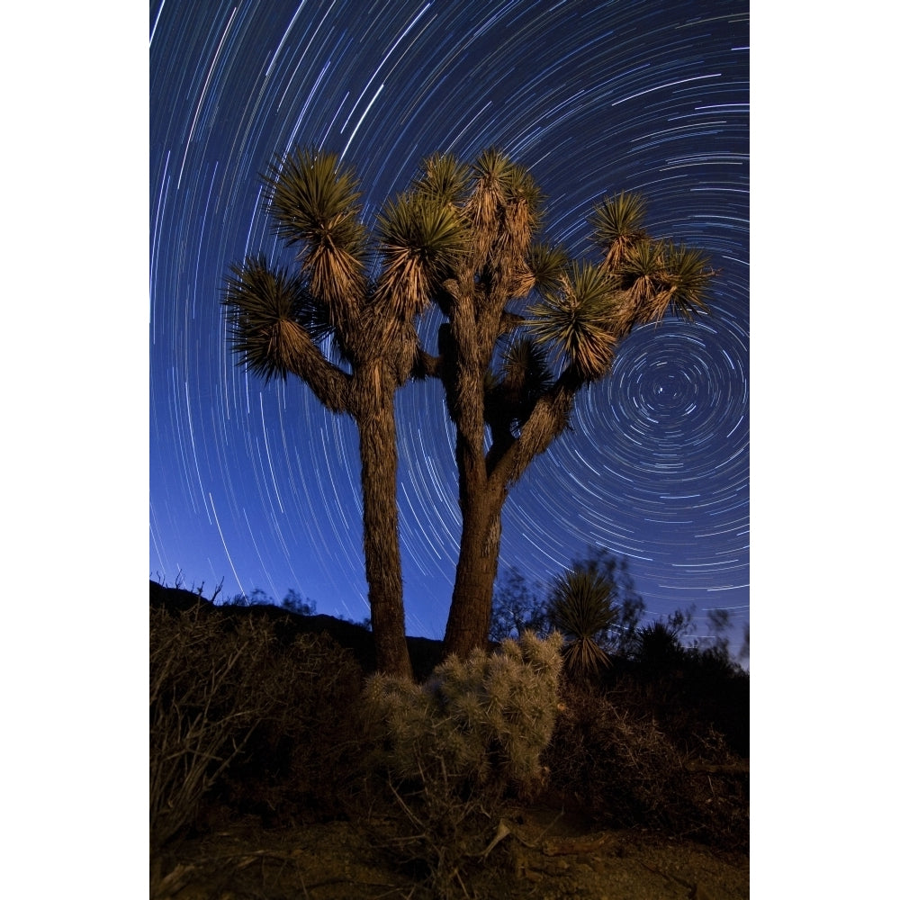 A Joshua tree against a backdrop of star trails California Poster Print Image 2