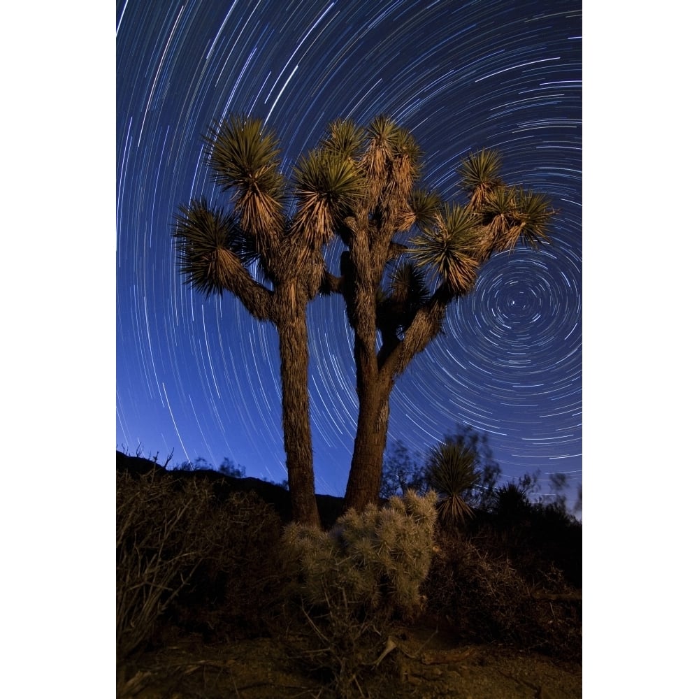 A Joshua tree against a backdrop of star trails California Poster Print Image 1