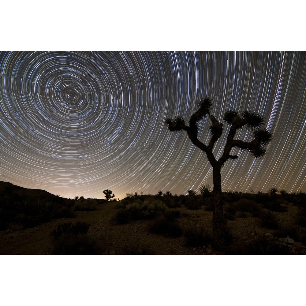 Star trails and Joshua trees in Joshua Tree National Park California Poster Print Image 1