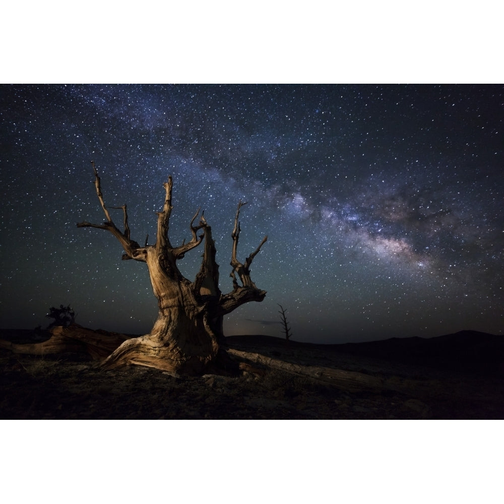 The Milky Way and a dead bristlecone pine tree in the White Mountains California Poster Print Image 2