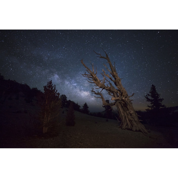 A large bristlecone pine in the Patriarch Grove bears witness to the rising Milky Way Poster Print Image 2