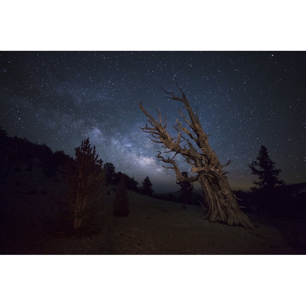 A large bristlecone pine in the Patriarch Grove bears witness to the rising Milky Way Poster Print Image 1