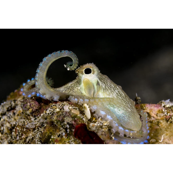 Coconut octopus Anilao Philippines Poster Print by Bruce Shafer/Stocktrek Images Image 1