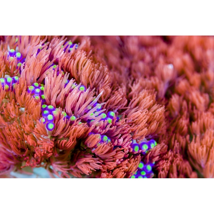 Sea anemone Bohol Sea Philippines Poster Print by Bruce Shafer/Stocktrek Images Image 1