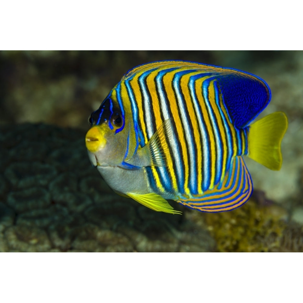 Regal angelfish Bohol Sea Philippines Poster Print by Bruce Shafer/Stocktrek Images Image 2