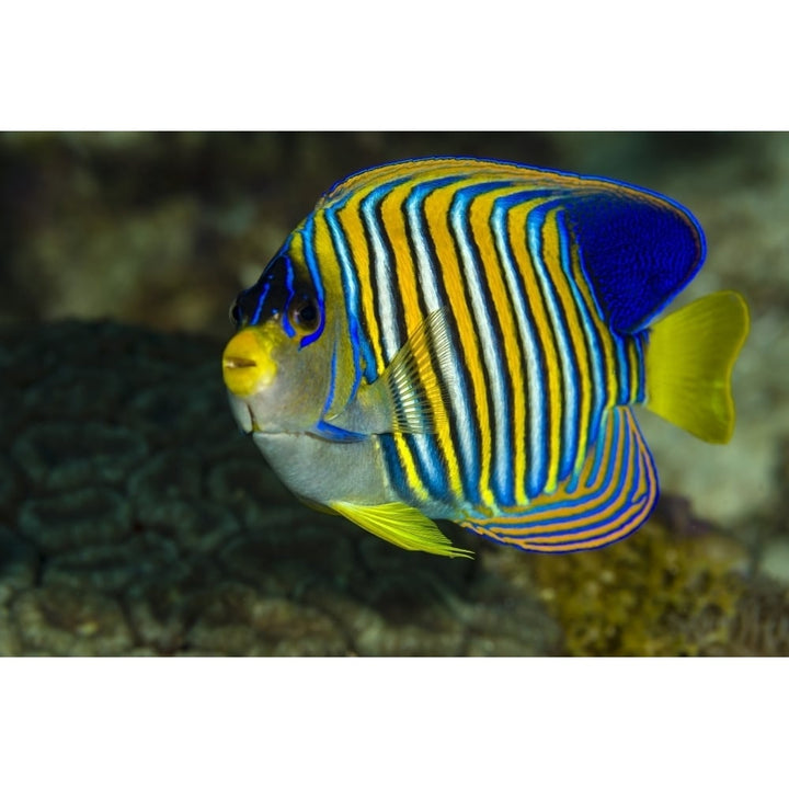 Regal angelfish Bohol Sea Philippines Poster Print by Bruce Shafer/Stocktrek Images Image 1