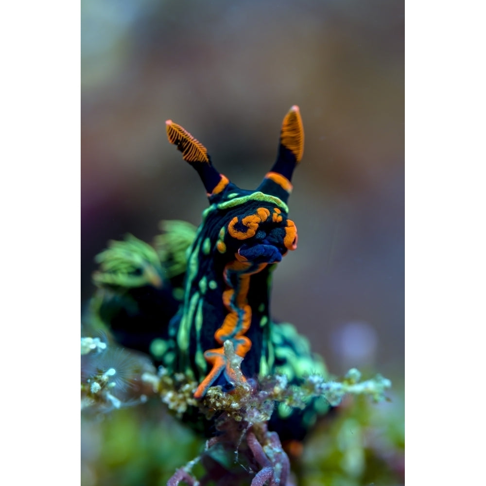 Searching Nembrotha nudibranch Bohol Sea Philippines Poster Print by Bruce Shafer/Stocktrek Images Image 1