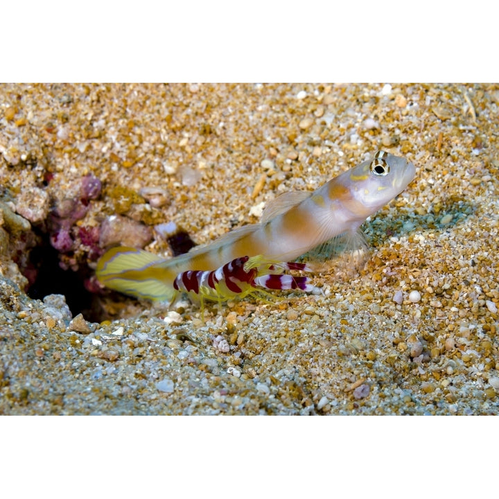 Flagtail shrimp goby with a Randalls shrimp Papua Guinea Poster Print by Bruce Shafer/Stocktrek Images Image 2