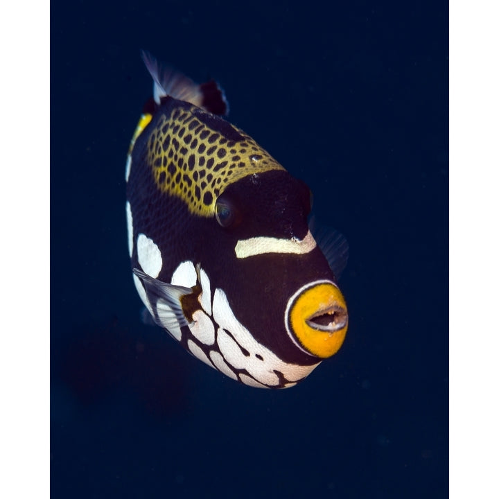 Clown triggerfish Ireland Papua Guinea Poster Print by Bruce Shafer/Stocktrek Images Image 2