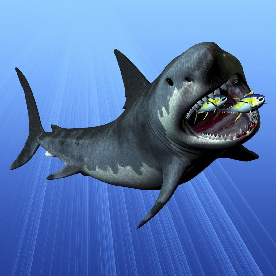 A Cenozoic Era Megalodon devours two swimming tuna Poster Print Image 1