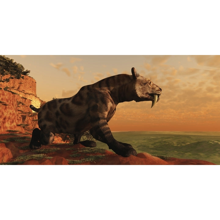 A prehistoric Smilodon Cat is on the prowl for his next prey Poster Print Image 2