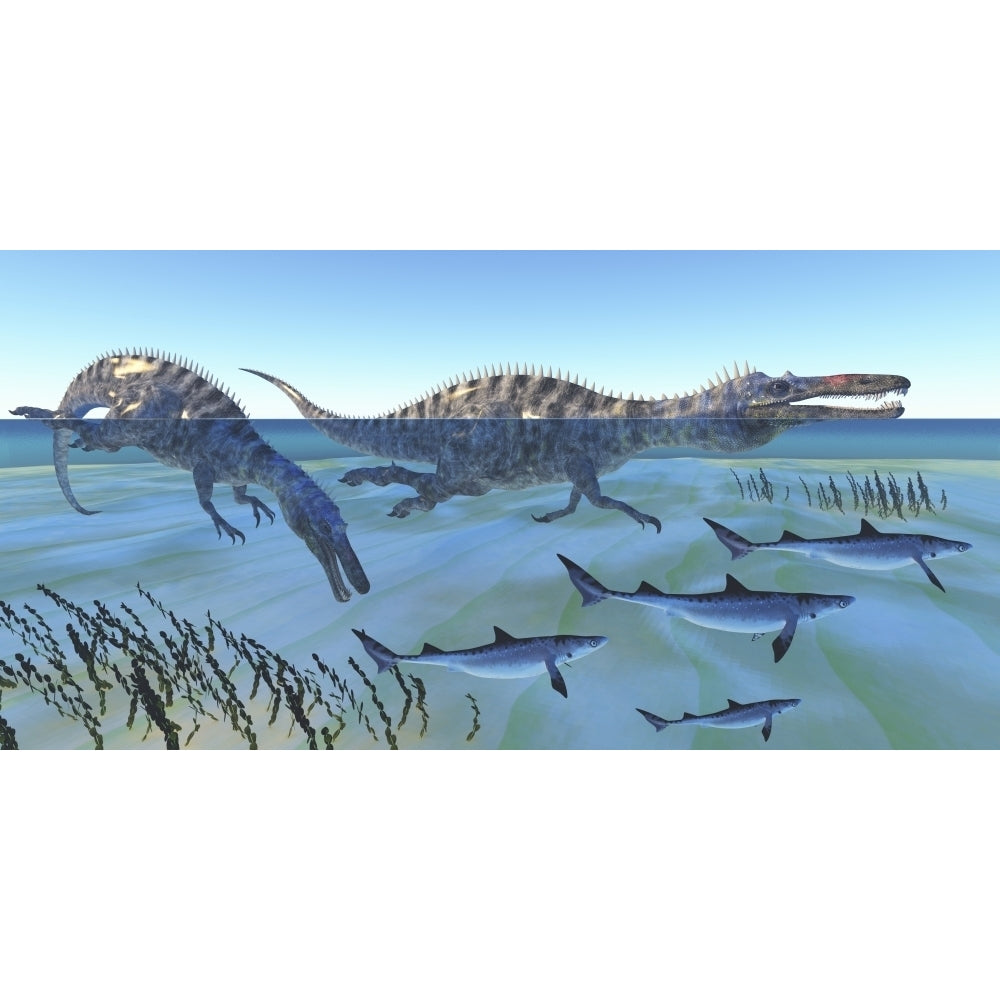 Two Suchomimus dinosaurs hunting small sharks Poster Print Image 1