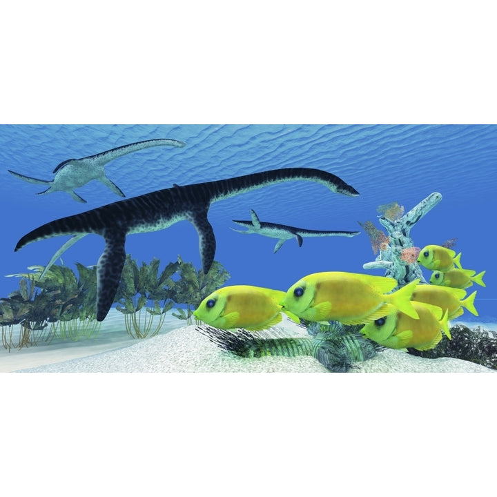 A school of Lemonpeel Angelfish swim by Plesiosaurus dinosaurs Poster Print Image 2