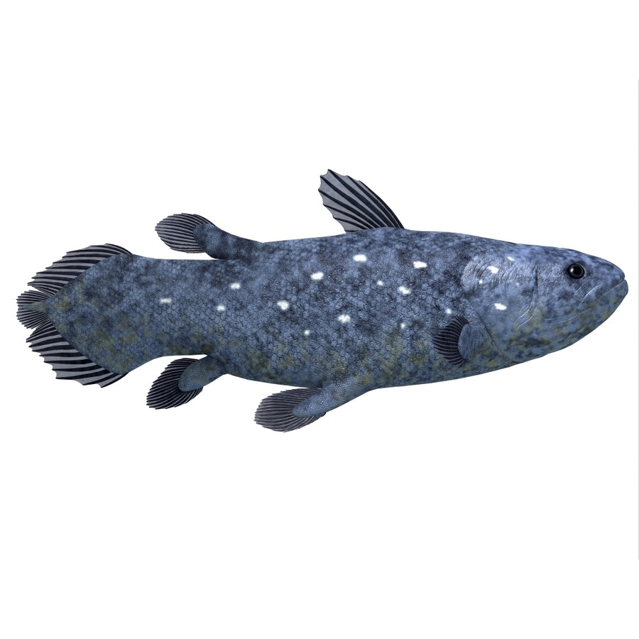 Coelacanth fish against white background Poster Print Image 1