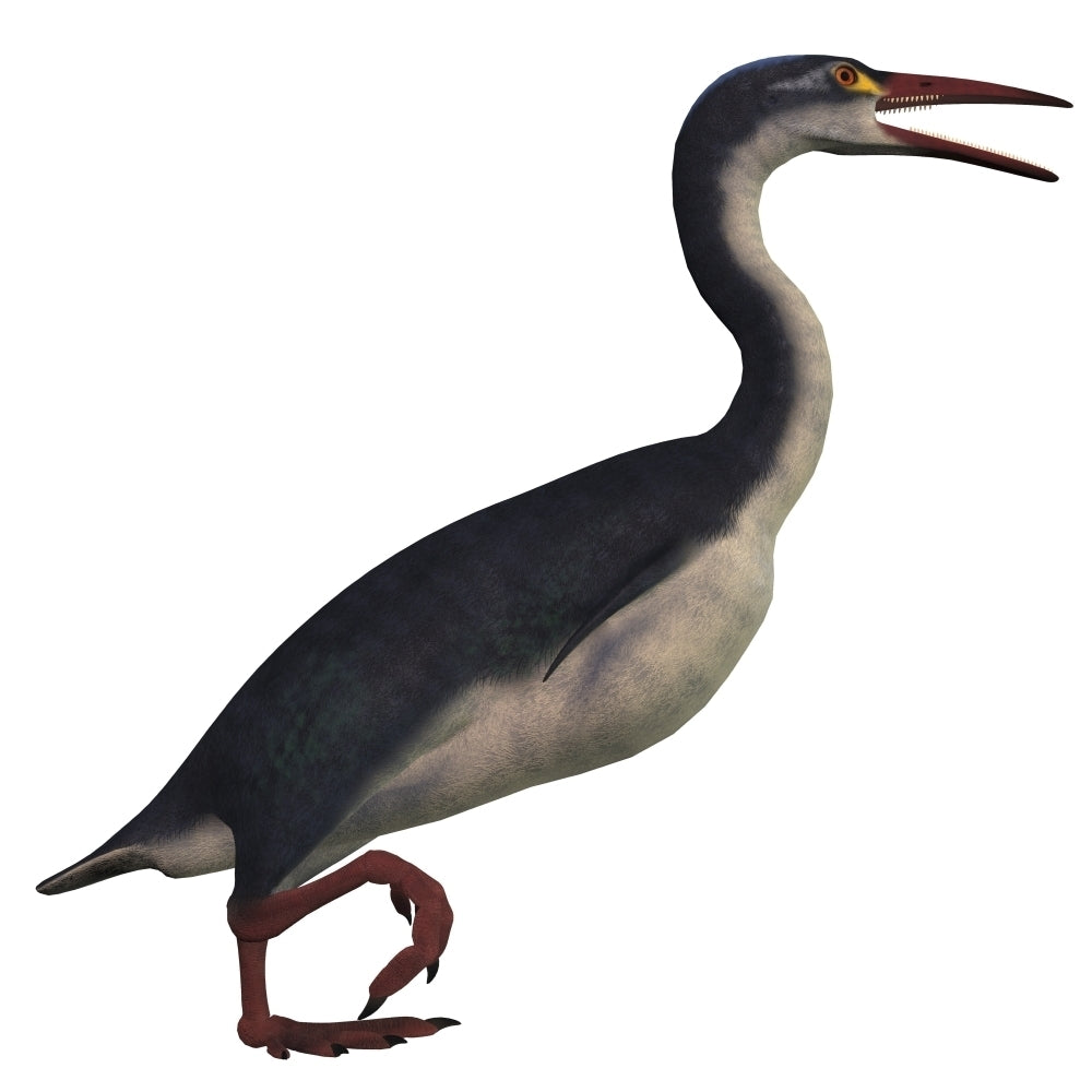 Hesperornis a genus of flightless birds from the Cretaceous Period Poster Print Image 2