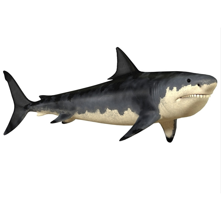 Megalodon shark an enormous predator from the Cenozoic Era Poster Print Image 1